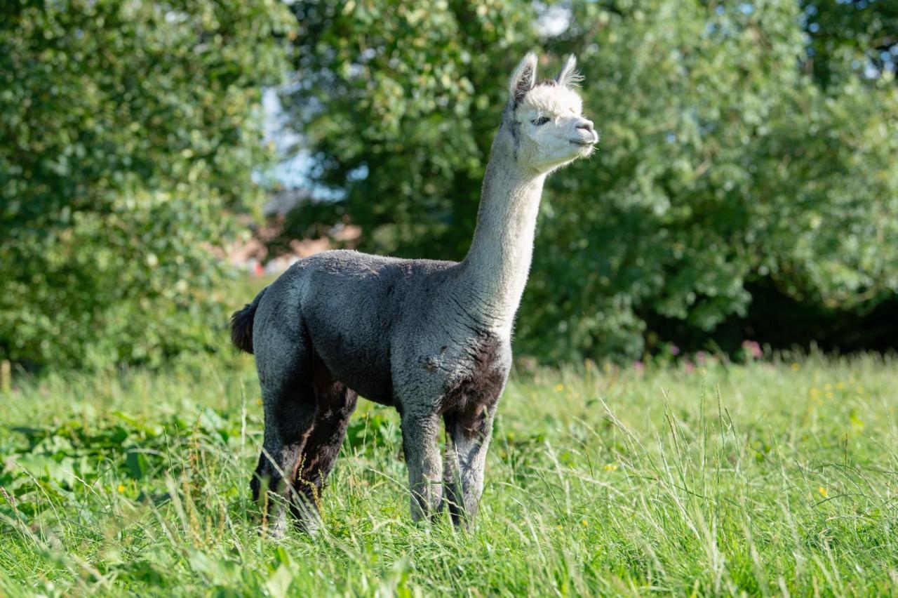 Alpaca Fold Villa เพรสตัน ภายนอก รูปภาพ