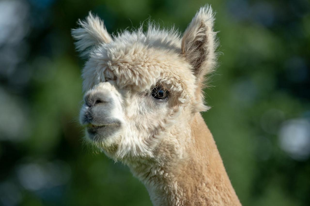 Alpaca Fold Villa เพรสตัน ภายนอก รูปภาพ