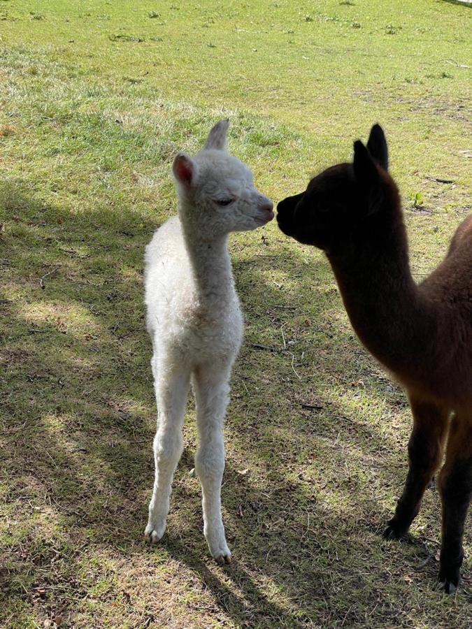 Alpaca Fold Villa เพรสตัน ภายนอก รูปภาพ